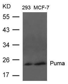 BBC3 Antibody (PACO21344)