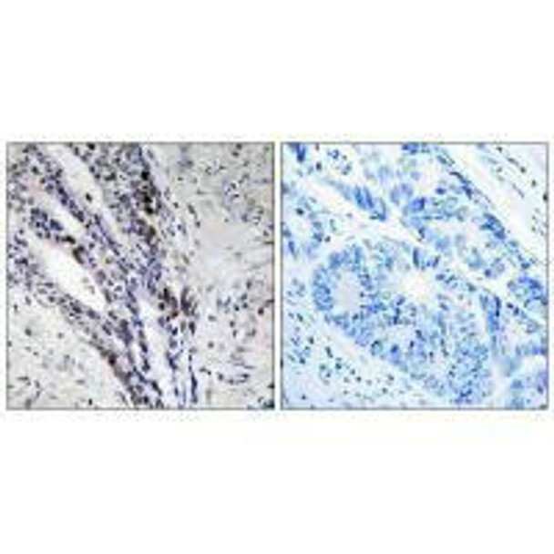 Histone H2A Antibody (PACO21619)