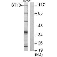 ST18 Antibody (PACO21690)