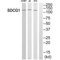 NEMF Antibody (PACO21693)