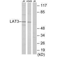 SLC43A1 Antibody (PACO21699)