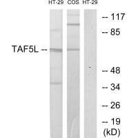 TAF5L Antibody (PACO21702)