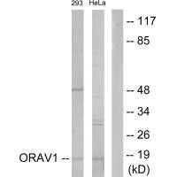 ORAOV1 Antibody (PACO21908)