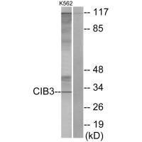 CIB3 Antibody (PACO21933)