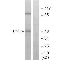 TCFL5 Antibody (PACO21983)