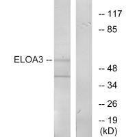 TCEB3C Antibody (PACO22062)