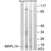 MRPL14 Antibody (PACO22086)