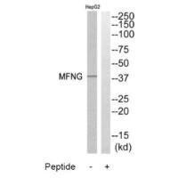 MFNG Antibody (PACO22197)