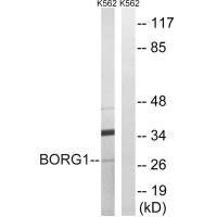 CDC42EP2 Antibody (PACO22244)