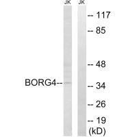 CDC42EP4 Antibody (PACO22246)