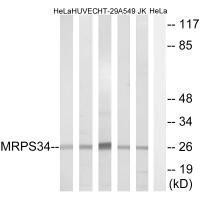 MRPS34 Antibody (PACO22420)