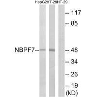 NBPF7 Antibody (PACO22464)