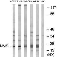 NMS Antibody (PACO22465)