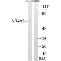 NR4A3 Antibody (PACO22488)