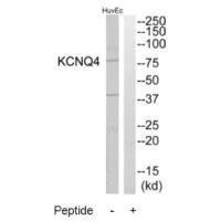 KCNQ4 Antibody (PACO22515)