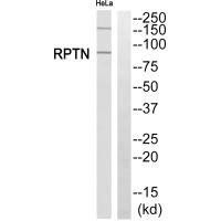 RPTN Antibody (PACO22564)