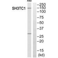 SH3TC1 Antibody (PACO22610)