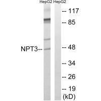 SLC17A2 Antibody (PACO22624)