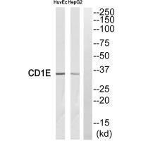 CD1E Antibody (PACO22646)