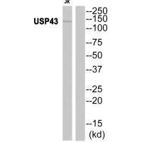USP43 Antibody (PACO22672)