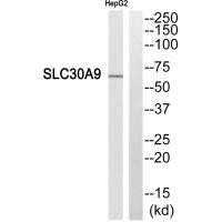 SLC30A9 Antibody (PACO22698)