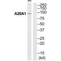 ANKRD20A1 Antibody (PACO22712)