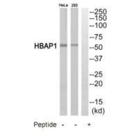 HSPBAP1 Antibody (PACO22746)