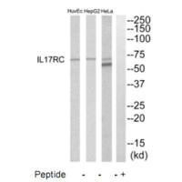 IL17RC Antibody (PACO22750)