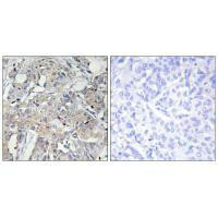 COL6A3 Antibody (PACO23316)