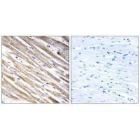 RPL3L Antibody (PACO23370)