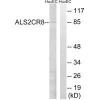 CARF Antibody (PACO23380)