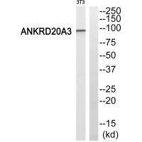 ANKRD20A3 Antibody (PACO23381)