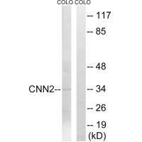 CNN2 Antibody (PACO23399)