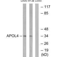 APOL4 Antibody (PACO23795)