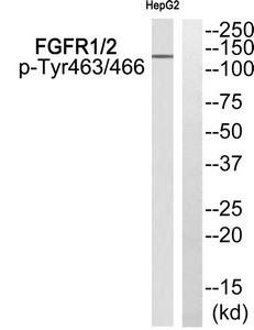 Phospho-FGFR1/FGFR2 (Tyr463/466) Antibody (PACO24133)