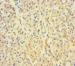 APOOL Antibody (PACO25014)