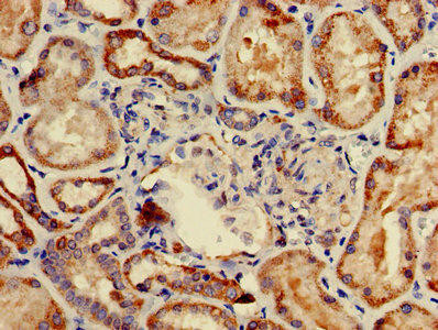 COA1 Antibody (PACO25404)