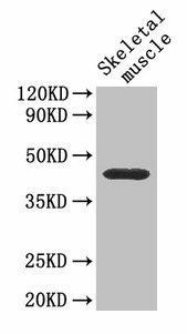 Cd46 Antibody (PACO25600)