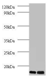 MP68 Antibody (PACO26217)