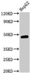 DNAJB5 Antibody (PACO26269)
