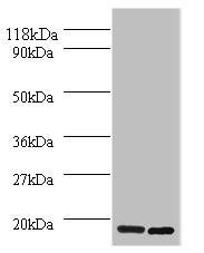 H2AFJ Antibody (PACO27293)
