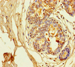 KCNA6 Antibody (PACO27737)