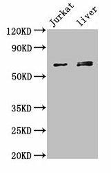 KLHL2 Antibody (PACO27809)