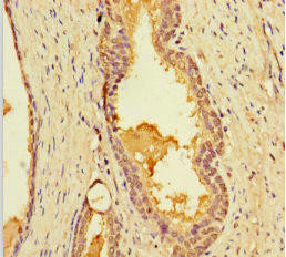 LIMS3 Antibody (PACO27969)