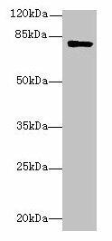 LMF2 Antibody (PACO27981)