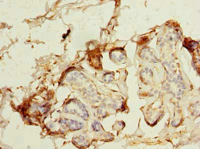 MAGEA9 Antibody (PACO28118)