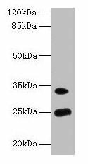 MREG Antibody (PACO28330)