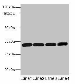Ms4a1 Antibody (PACO28394)