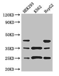 PCTP Antibody (PACO28854)