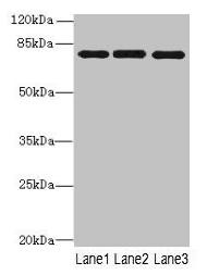 PPEF1 Antibody (PACO29108)